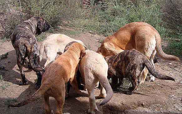 Puppies from Mastibe
Keywords: mastibe puppy cachorro