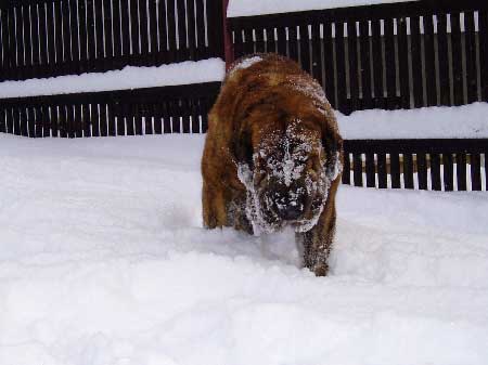 Arak z Kraje Sokolu
Keywords: sokolu snow nieve