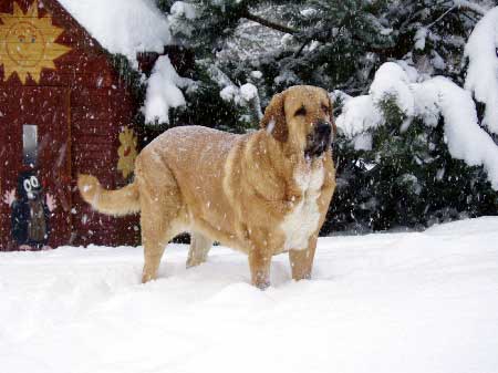 Baknaid z Kraje Sokolu
Keywords: sokolu snow nieve