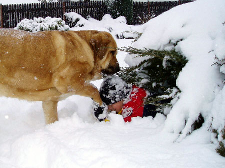 Baknaid z Kraje Sokolu
Keywords: sokolu snow nieve