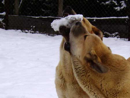 Mastines from Z Kraje Sokolu
Keywords: sokolu snow nieve