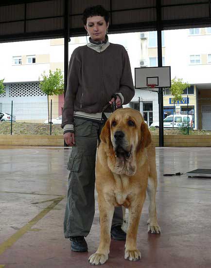 Historia Tornado Erben: Exc 2 - Intermediate Class Females, Plasencia 16.06.2007
Keywords: 2007 tornado