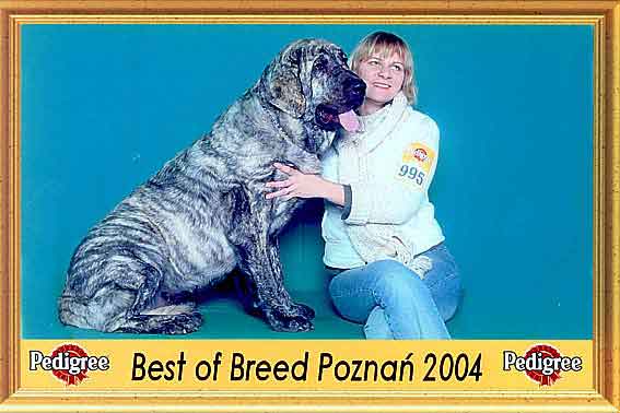 Franchesca Mastibe - CAC, CACIB BOB. - International Show in Poznan, Poland 07.11.2004
(Ich. Basil Mastifland x Ich. Connie Mastibe)
Breeder: Kennel Mastibe
Owner: Lu Dareva  

Keywords: 2004 ludareva