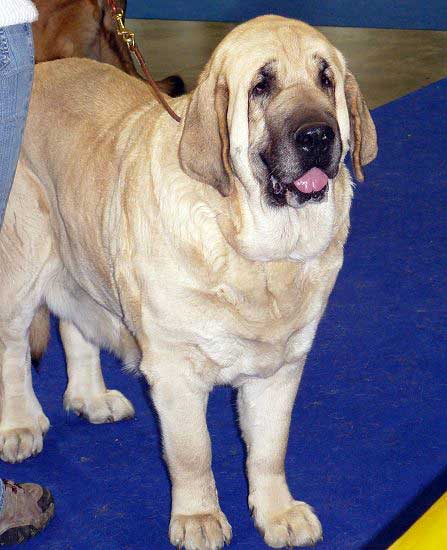 Feya Mastibe: Exc 1, CAC, CACIB, BOB - Champion Class Females, International Show, Prague 16.11.2008
(Basil Mastifland x Connie Mastibe)
Born: 08.05.2003

Photo: Lenka Erbenova - © Copyright
Keywords: 2008 mastibe