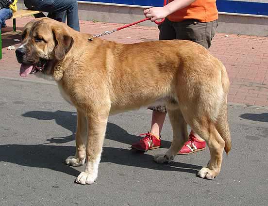 Aaron Dog Present, without classification - Young Class Males, International show, Prague 29.04.2007
Keywords: 2007