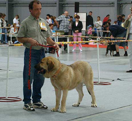 Airin Dog Present, Very Good 4 - Young Class Females, International show, Prague 29.04.2007
Keywords: 2007