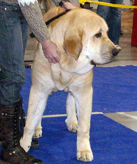 Amie Con Fundo: Very promising 1 - Puppy Class Females, International Show, Prague 16.11.2008
(Basil Mastifland x Historia Tornado Erben)
Born: 25.02.2008 

Photo: Iva Jarova - © Copyright
 
Keywords: 2008 confundo