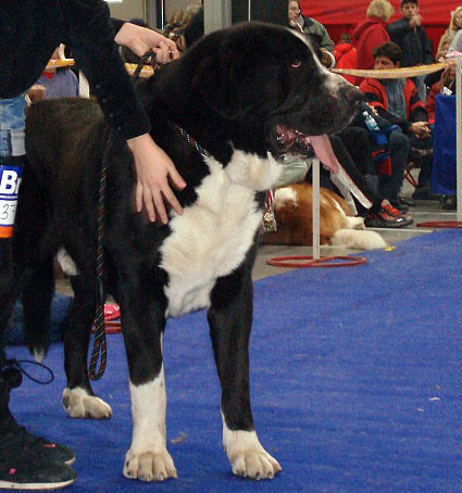 ARES SPOD OKRUHLEJ VINICE: exc. 1, CAC, res.CACIB (Champion Class Males) - International Show Praha, 18.11.2007
Keywords: 2007