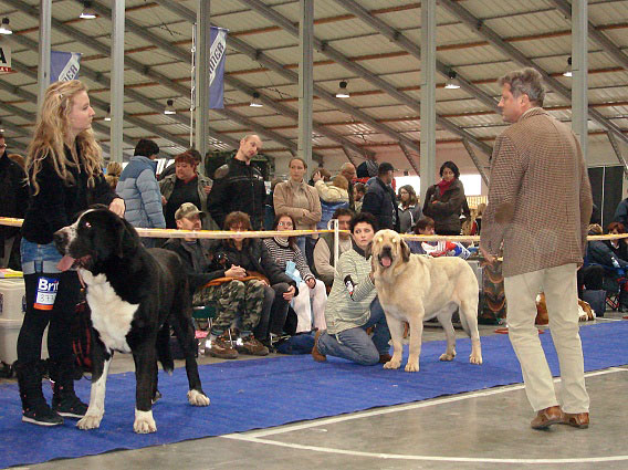 ARES SPOD OKRUHLEJ VINICE: exc. 1, CAC, res.CACIB (Champion Class Males) & RAMONET: exc. 1, CAC, CACIB (Intermediate Class Males) - International Show Praha, 18.11.2007
Keywords: 2007