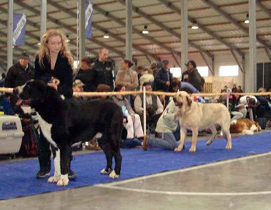 ARES SPOD OKRUHLEJ VINICE: exc. 1, CAC, res.CACIB (Champion Class Males) & RAMONET: exc. 1, CAC, CACIB (Intermediate Class Males) - International Show Praha, 18.11.2007
Keywords: 2007