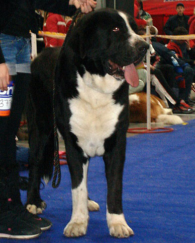 ARES SPOD OKRUHLEJ VINICE: exc. 1, CAC, res.CACIB (Champion Class Males) - International Show Praha, 18.11.2007
Keywords: 2007