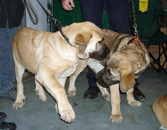 ATREI CALVEROTA & ARZA CALVEROTA: very promising 1 (Baby Class Females) - International Show Praha, 18.11.2007
Keywords: 2007 calverota