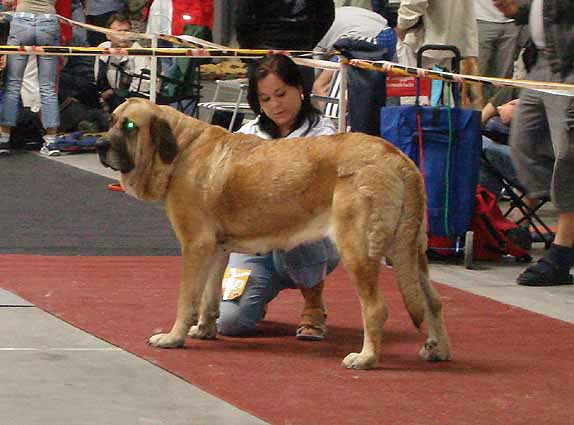 Elita z Kraje Sokolu, Exc.1 - Champion Class Females, International show Prague 29.04.2007
(Enamorado Ernesto Mastibe x Aylen z Kraje Sokolu)
Keywords: 2007