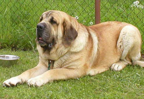 Enamorado Ernesto Mastibe - Best of Breed - International Dog Show, Praha June 2004
(Ulises de Ablanera x Archie Mastibe)  

Keywords: 2004 mastibe