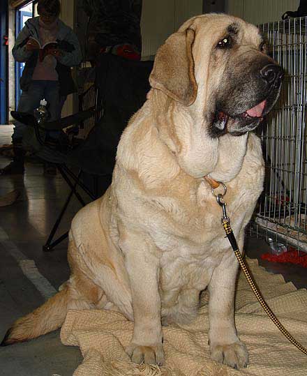 Feya Mastibe: Exc 1, CAC, CACIB, BOB - Champion Class Females, International Show, Prague 16.11.2008
(Basil Mastifland x Connie Mastibe)
Born: 08.05.2003 
 
Photo: Iva Jarova - © Copyright
Keywords: 2008 mastibe