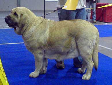 Feya Mastibe: Exc 1, CAC, CACIB, BOB - Champion Class Males, International Show, Prague 16.11.2008
(Basil Mastifland x Connie Mastibe)
Born: 08.05.2003

Photo: Iva Jarova - © Copyright
 
 
 
  
 
Keywords: 2008 mastibe