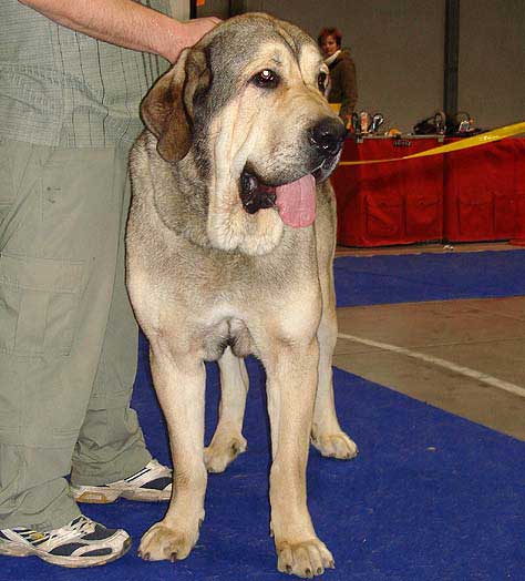 Freon z Kraje Sokolu: Exc 1, CAC, CACIB - Open Class Males, International Show, Prague 16.11.2008
(Sultan x Aylen z Kraje Sokolu)
Born: 31.01.2006

Photo: Iva Jarova - © Copyright
 
 
  
 
Keywords: 2008 sokol