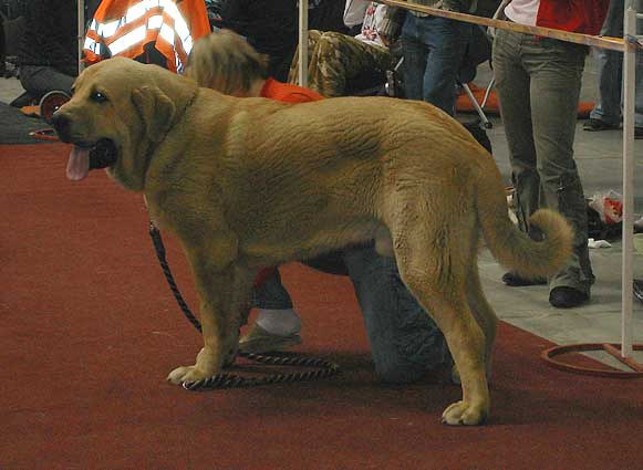 Gabon z Kraje Sokolu,  Good - Young Class Males, International show, Prague 29.04.2007
(Sultan x Clea z Kraje Sokolu) 
Born: 10.06.2006
Keywords: 2007 mastes