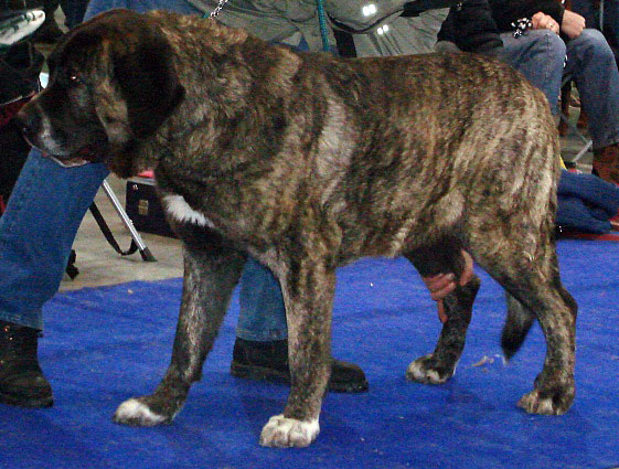 GALANTEA YRRA MASTIBE: very good 3 (Open Class Females) - International Show Praha, 18.11.2007
Keywords: 2007 mastibe