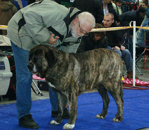 GALANTEA YRRA MASTIBE: very good 3 (Open Class Females) - International Show Praha, 18.11.2007
Keywords: 2007 mastibe