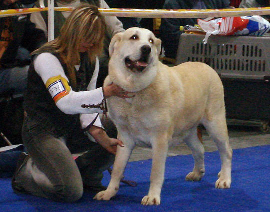 GIA Z KRAJE SOKOLU: exc. 1, CAC, CACIB, BOB (Intermediate Class Females) - International Show Praha, 18.11.2007
Keywords: 2007 sokol