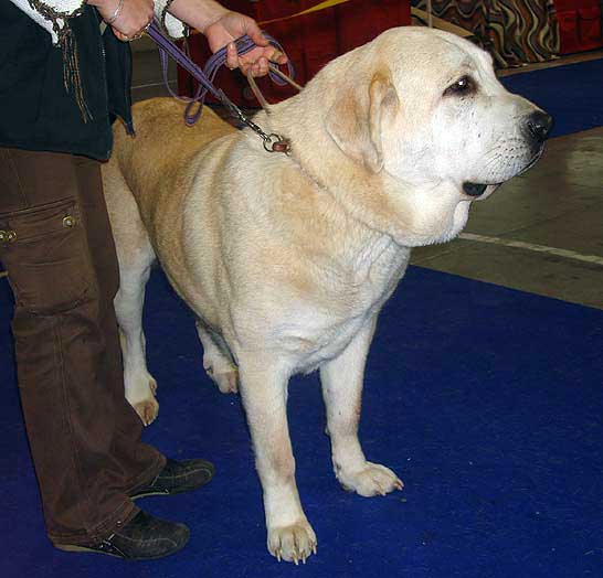 Gia z Kraje Sokolu: Exc 2,  Res.CAC - Open Class Females, International Show, Prague 16.11.2008
(Sultan x Clea z Kraje Sokolu)
Born: 10.06.2006

Photo: Iva Jarova - © Copyright
 
 
 
  
 
Keywords: 2008 sokol