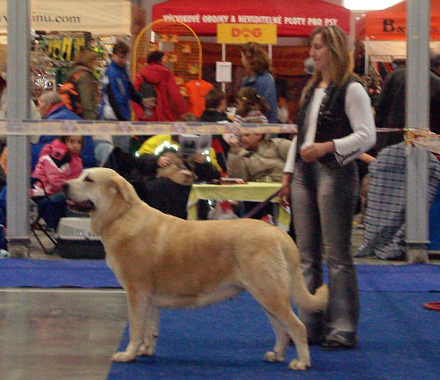 GIA Z KRAJE SOKOLU: exc. 1, CAC, CACIB, BOB (Intermediate Class Females) - International Show Praha, 18.11.2007
Keywords: 2007 sokol