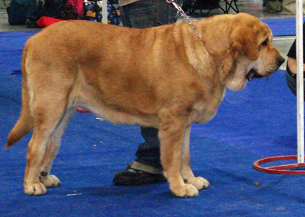 HISTORIA TORNADO ERBEN: - exc. 2, res.CAC (Open Class Females) - International Show Prague, 18.11.2007
Keywords: 2007 tornado