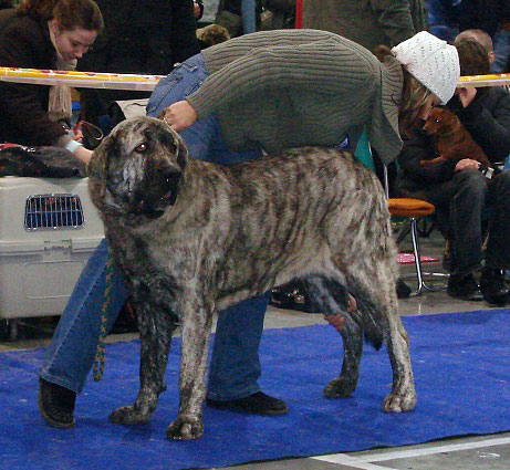 HOLLY MASTIBE: exc. 2, res.CAC (Intermediate Class Females) - International Show Prague, 18.11.2007
Keywords: 2007 mastibe