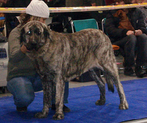 HOLLY MASTIBE: exc. 2, res.CAC (Intermediate Class Females) - International Show Prague, 18.11.2007
Keywords: 2007 mastibe