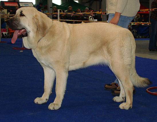 LOIS TORNADO ERBEN - exc. 1, CAJC (Young Class Females) - International Show Prague, 18.11.2007
Keywords: 2007 tornado