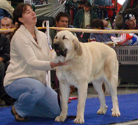 LOIS TORNADO ERBEN - exc. 1, CAJC (Young Class Females) - International Show Prague, 18.11.2007
Keywords: 2007 tornado