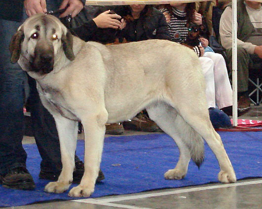 LUNA TORNADO ERBEN: very good 2 (Young Class Females) - International Show Prague, 18.11.2007
Keywords: 2007