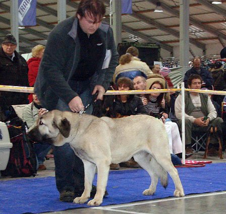 LUNA TORNADO ERBEN: very good 2 (Young Class Females) - International Show Prague, 18.11.2007
Keywords: 2007