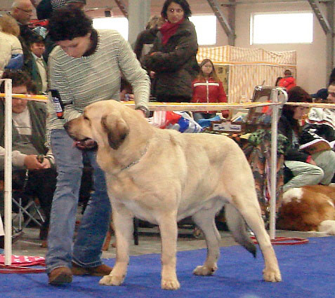 RAMONET: exc. 1, CAC, CACIB (Intermediate Class Males) - International Show Prague, 18.11.2007
Keywords: 2007