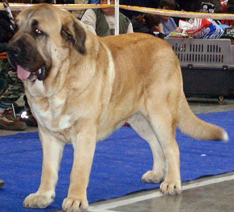 AMIGO ZEUS BIS MASTIBE: very good 1 (Open Class Males) - International Show Prague, 18.11.2007
Keywords: 2007 mastibe