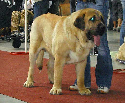 Amigo Zeus Bis Mastibe, Very Good 1 - Intermediate Class Males, International show, Prague 29.04.2007
Enamorado Ernesto Mastibe x Feya Mastibe) 
Born: 31.05.2005
Keywords: 2007 mastibe