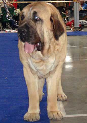 AMIGO ZEUS BIS MASTIBE: very good 1 (Open Class Males) - International Show Prague, 18.11.2007
Kľúčové slová: 2007 mastibe