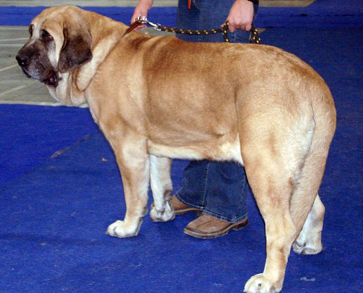 AMIGA ZULA BIS MASTIBE: exc.1. CAC, res.CACIB (Open Class Females) - International Show Prague, 18.11.2007
Keywords: 2007 mastibe