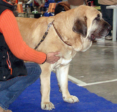 AMIGA ZULA BIS MASTIBE: exc.1. CAC, res.CACIB (Open Class Females) - International Show Prague, 18.11.2007
Keywords: 2007 mastibe