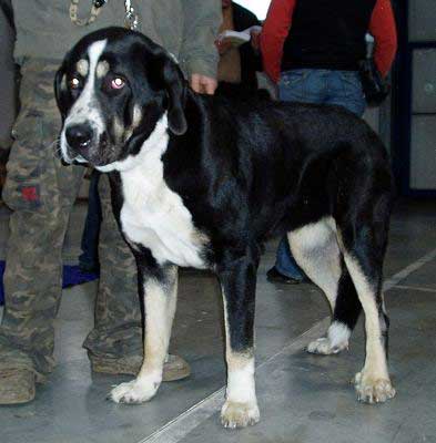 Agra spod Okruhlej vinice, Exc. 1 - Intermediate Class Females - International Show, Prague, Czech Republic, 19.11.2006 
(Baskervil Mastibe x Britta Priehrada) 

Keywords: 2006