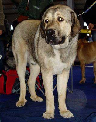 Arand Duero Temudzin, Exc. 1 - Young Class Males - International Show, Prague, Czech Republic, 19.11.2006 
(Agassi Sentinel x Ambra Angmus) 

Keywords: 2006 temudzin