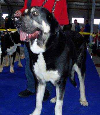 Bony Vlci drap, Very good 2 - Intermediate Class Females - International Show, Prague, Czech Republic, 19.11.2006 
(Baskervil Mastibe x Jolana Fi-It) 
Keywords: 2006