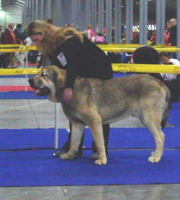 Freon z Kraje sokolu, very good 3 - Young Class Males - International Show, Prague, Czech Republic, 19.11.2006 
(Sultan x Aylen z Kraje sokolu) 
Keywords: 2006