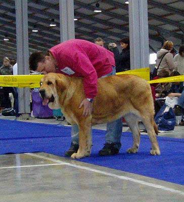 Historia Tornado Erben, Exc. 2 - Young Class Females - International Show, Prague, Czech Republic, 19.11.2006 
(Druso de la Aljabara x Cassandra Tornado Erben) 

Keywords: 2006 tornado