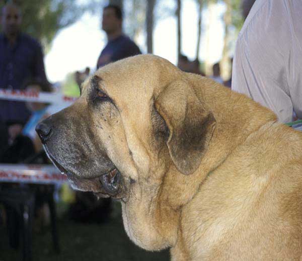 Ch. Ron de Autocan - AEPME Monográfica 2004
(León de Autocan x Berta de Autocan)
Breeder & owner: Isidro García
Photo: Sally Nielsen - © Copyright  

Keywords: autocan head portrait cabeza