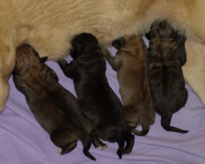 Puppies born 12-04.2011
Indiano Mastibe (HD-B) X Kally Amena Mastibe (HD-A)



Keywords: puppyestonia zarmon