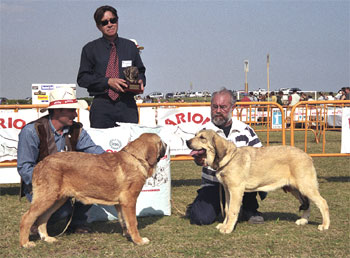 Puppies - Mastín Español Specialty Show (AEPME) Valencia 04.11.2001
Keywords: 2001