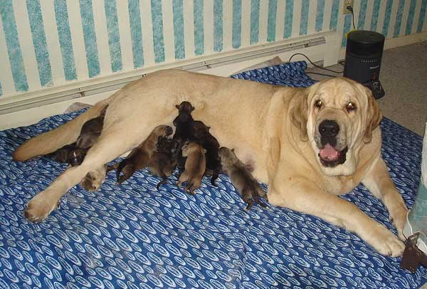 Puppies born 07.02.2009
Moses de Babia x Delilah Tornado Erben
07.02.2009

Keywords: jordan puppyusa