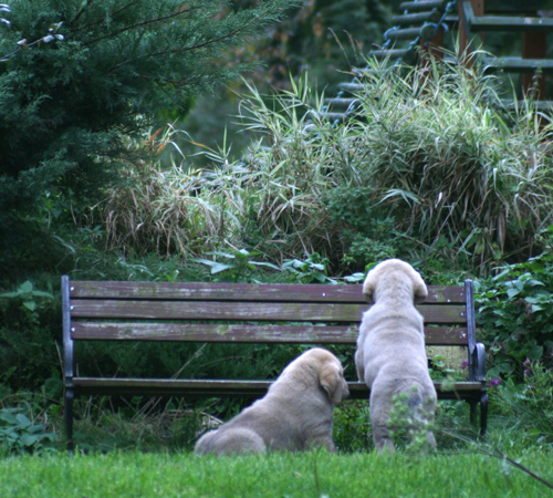 Puppies from Lu Dareva, Poland
Keywords: ludareva